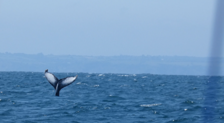 Humpback whale filmed in Falmouth Bay in rare summer sighting